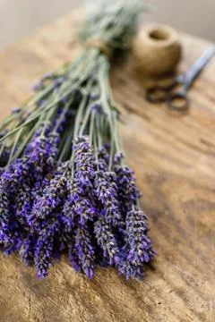Fresh lavender Stock Photos