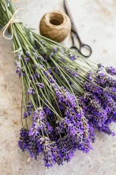 Fresh lavender Stock Photos