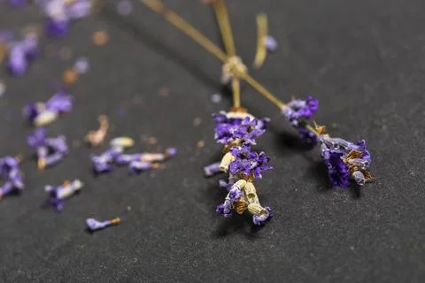 Fresh lavender Stock Photos