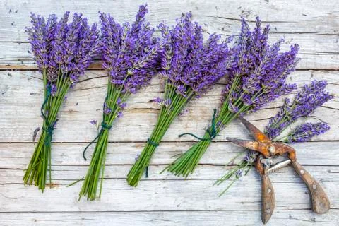 Fresh lavender ready for drying. Stock Photos