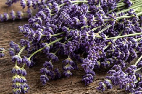Fresh lavender twigs on a table Stock Photos