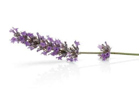 Fresh lavender on white background Stock Photos