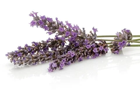 Fresh lavender on white background Stock Photos