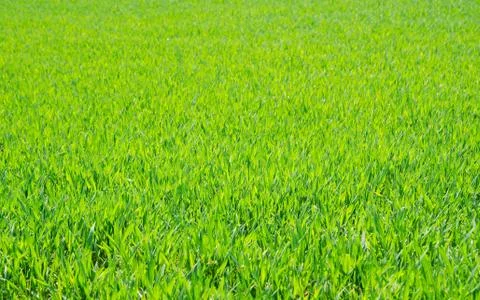 Fresh lawn texture Stock Photos