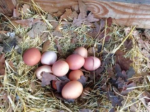 Fresh layed eggs 스톡 사진