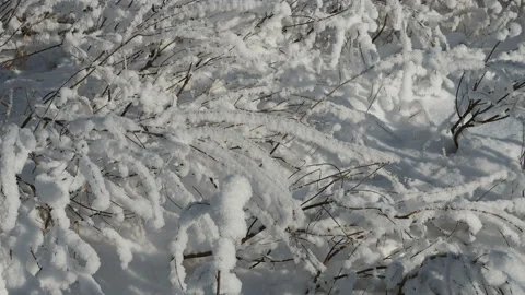 Fresh layer of snow covered the branches of shrubs and blades of grass, Stock Footage 144873150