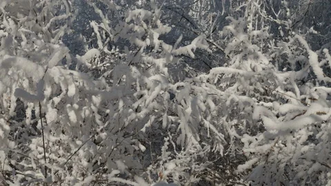 Fresh layer of snow covered the branches of shrubs and blades of grass, the Stock Footage 145720271