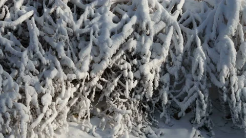 Fresh layer of snow covered the branches of shrubs and blades of grass, the Stock Footage 166795919