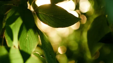 Fresh leaf backlit by sunset. Stock Footage 204050407