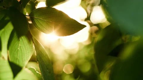 Fresh leaf backlit by sunset. Stock Footage 209182283