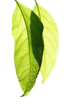 Fresh leaf isolate Stock Photos