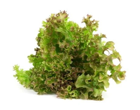 Fresh leaf lettuce Stock Photos