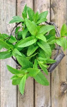 Fresh leaf of mint Stock-Fotos