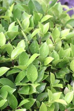 Fresh leaf Stock Photos