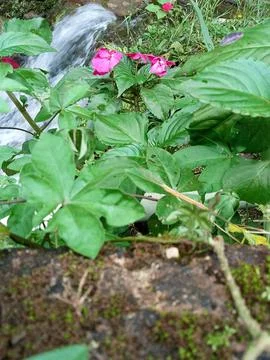 Fresh Leaf Stock Photos