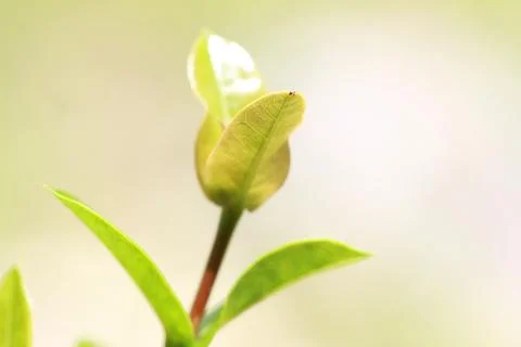 Fresh leaf Stock Photos