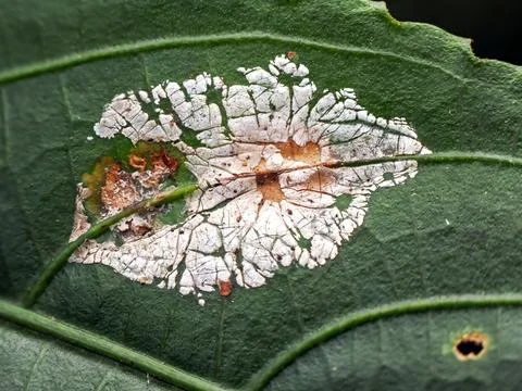 Fresh leaf texture or leaf background for design with copy space for text o.. Stock Photos