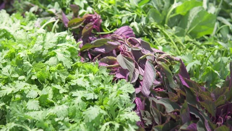 Fresh leaf vegetables and herbs in a grocery store Stock Footage 284707174