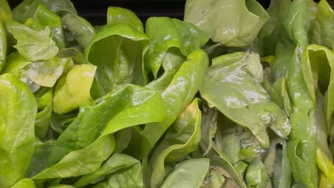 Fresh Leafy Green Vegetables Concept Food Recall Stock Footage 340039966