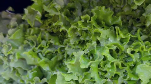 Fresh Leafy Green Vegetables Concept Food Recall Stock Footage 340039967