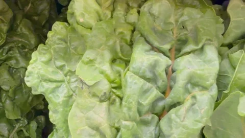 Fresh Leafy Green Vegetables Concept Food Recall Stock Footage 340039968