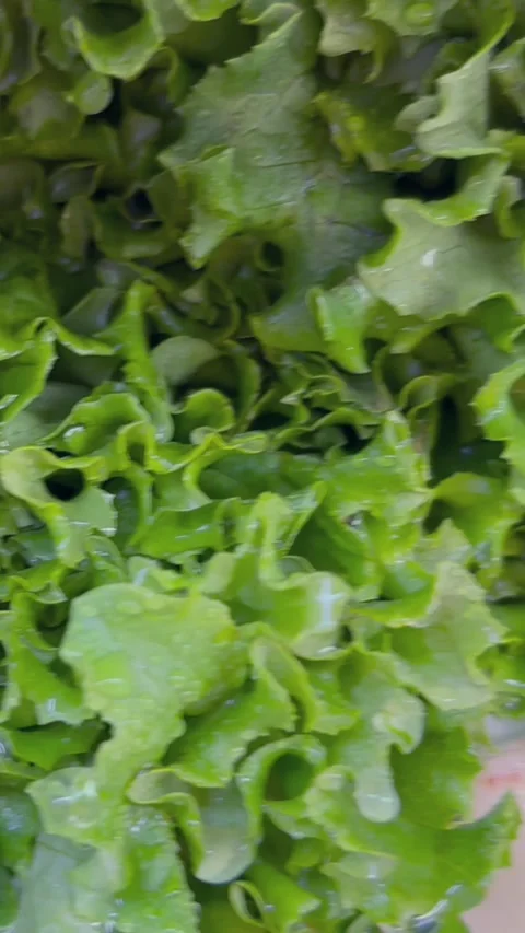 Fresh Leafy Green Vegetables Concept Food Recall Stock Footage 340039975