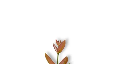 Fresh leafy guava branch Stock Footage 301885751