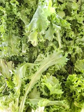 Fresh leafy lettuce displaying its vibrant green texture in a natural setti.. Stock Photos