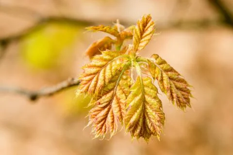 Fresh leave of a red oak tree Stock Photos