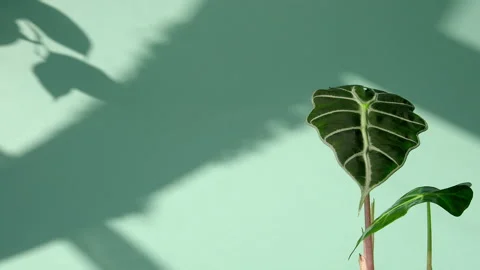 Fresh leaves of alocasia poly in a white pot on a blue background with window Stock Footage 200195953