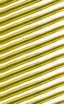 Fresh leaves arranged in patterns Stockfoto's