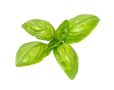 Fresh leaves basil, close-up. Foto stock