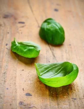Fresh leaves of basil Stock Photos