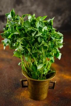 Fresh Leaves of basil Stock Photos