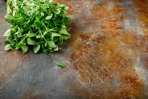 Fresh Leaves of basil Stock Photos