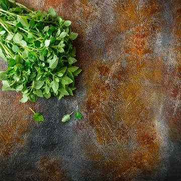 Fresh Leaves of basil Stock Photos