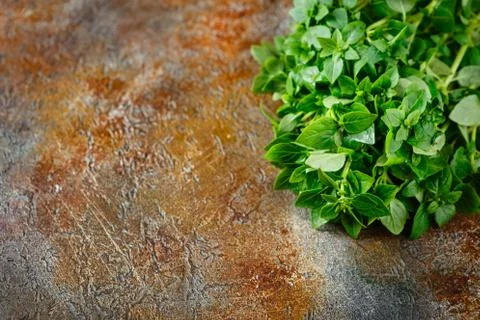 Fresh Leaves of basil Stock Photos