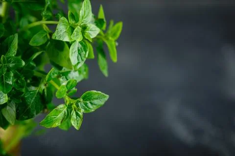 Fresh Leaves of basil Stock Photos