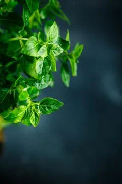 Fresh Leaves of basil Stock Photos