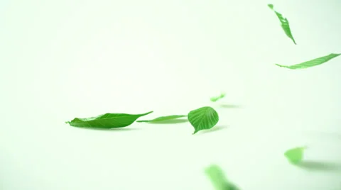 Fresh leaves falling on white surface, Slow Motion Stock Footage 27190285