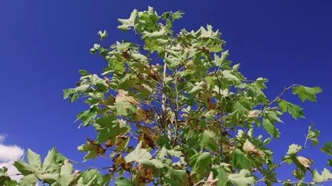 Fresh leaves fluttering on the wind against a clear sky. Stock Footage 253334177