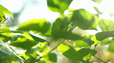 Fresh leaves Stock Footage 767707