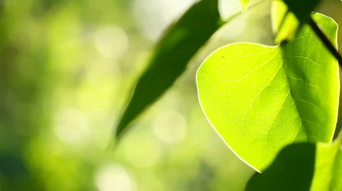 Fresh leaves Stock Footage 767816