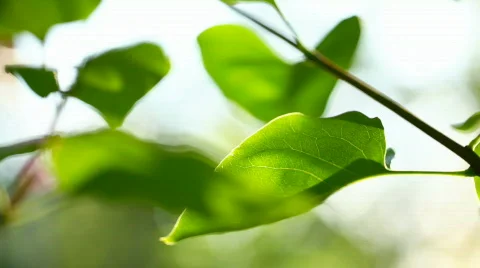 Fresh leaves Stock Footage 767868