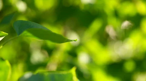 Fresh leaves Stock Footage 767904