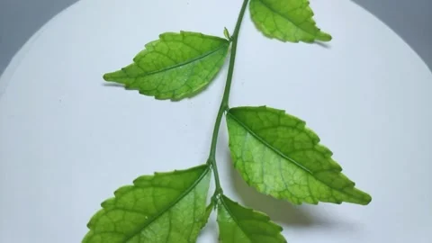 Fresh leaves Stock Footage 332233003