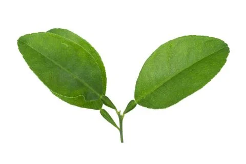 Fresh Leaves lemon isolated on white background Stock Photos