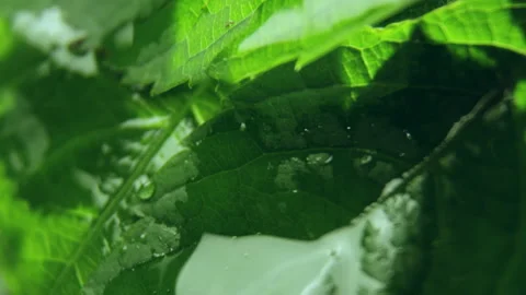 Fresh leaves on lush tree branches get soaked in rain Stock Footage 234423176