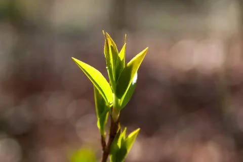 Fresh leaves Stock Photos