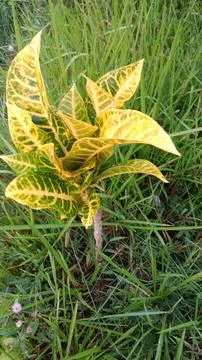 Fresh leaves Stock Photos